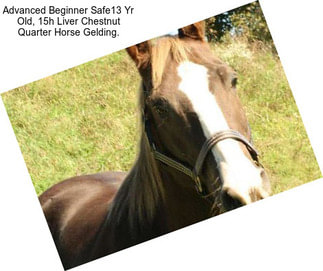 Advanced Beginner Safe13 Yr Old, 15h Liver Chestnut Quarter Horse Gelding.