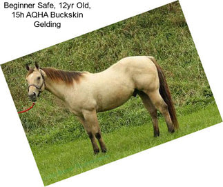 Beginner Safe, 12yr Old, 15h AQHA Buckskin Gelding