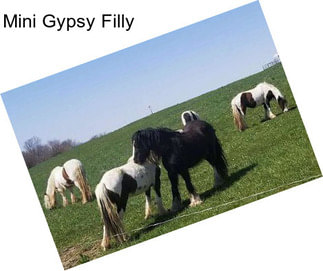 Mini Gypsy Filly