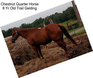 Chestnut Quarter Horse 8 Yr Old Trail Gelding