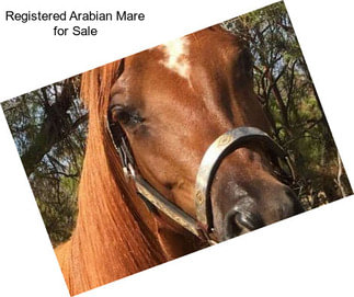 Registered Arabian Mare for Sale