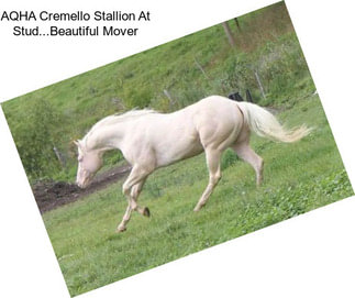 AQHA Cremello Stallion At Stud...Beautiful Mover