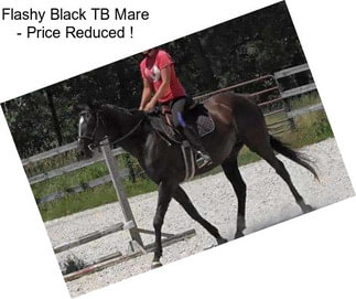 Flashy Black TB Mare - Price Reduced !