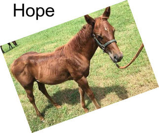 Hope