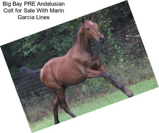 Big Bay PRE Andalusian Colt for Sale With Marin Garcia Lines