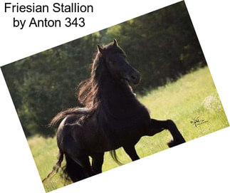 Friesian Stallion by Anton 343