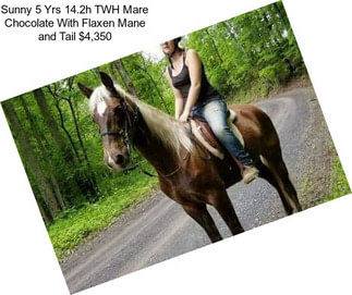 Sunny 5 Yrs 14.2h TWH Mare Chocolate With Flaxen Mane and Tail $4,350