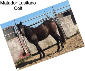 Matador Lusitano Colt