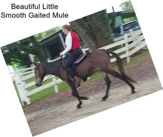 Beautiful Little Smooth Gaited Mule