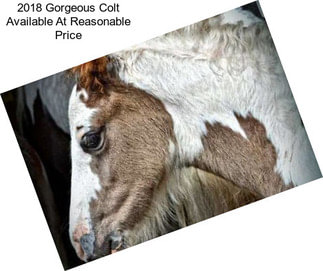 2018 Gorgeous Colt Available At Reasonable Price