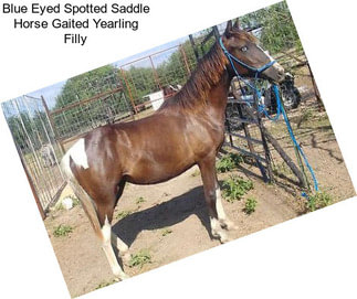 Blue Eyed Spotted Saddle Horse Gaited Yearling Filly