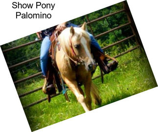 Show Pony Palomino