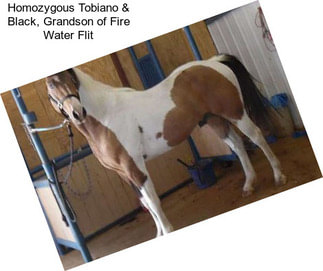 Homozygous Tobiano & Black, Grandson of Fire Water Flit