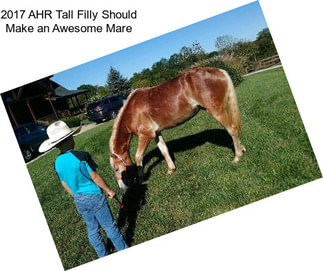 2017 AHR Tall Filly Should Make an Awesome Mare