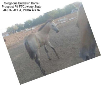 Gorgeous Buckskin Barrel Prospect Pif Ff/Cowboy State AQHA, APHA, PHBA ABRA