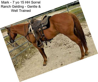 Mark - 7 yo 15 HH Sorrel Ranch Gelding - Gentle & Well Trained