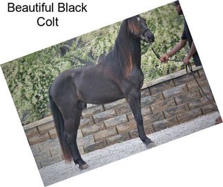 Beautiful Black Colt