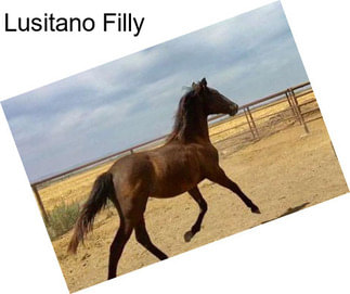 Lusitano Filly