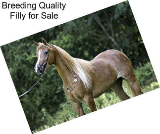 Breeding Quality Filly for Sale