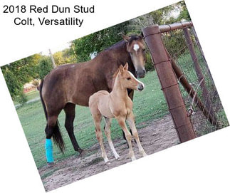 2018 Red Dun Stud Colt, Versatility