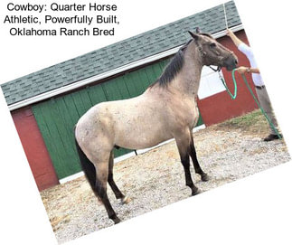 Cowboy: Quarter Horse Athletic, Powerfully Built, Oklahoma Ranch Bred