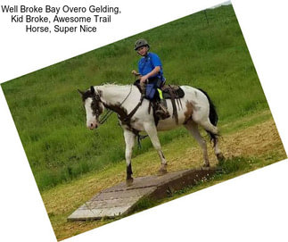 Well Broke Bay Overo Gelding, Kid Broke, Awesome Trail Horse, Super Nice