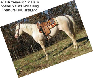 AQHA Cremello 16h He is 5panel & Olws NN! Siring Pleasure,HUS,Trail,and