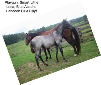 Playgun, Smart Little Lena, Blue Apache Hancock Blue Filly!