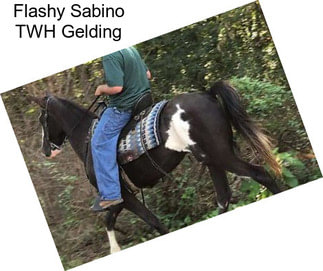 Flashy Sabino TWH Gelding