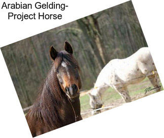 Arabian Gelding- Project Horse