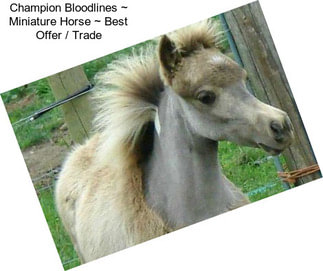 Champion Bloodlines ~ Miniature Horse ~ Best Offer / Trade