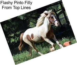 Flashy Pinto Filly From Top Lines