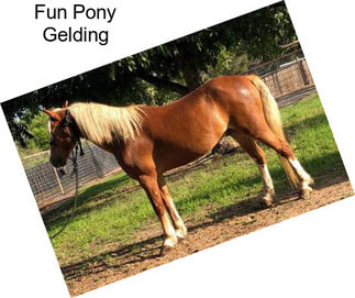 Fun Pony Gelding