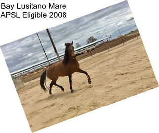 Bay Lusitano Mare APSL Eligible 2008