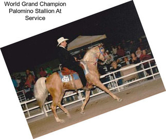 World Grand Champion Palomino Stallion At Service