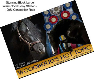 Stunning Black Large Warmblood Pony Stallion - 100% Conception Rate