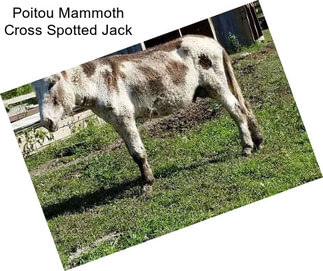 Poitou Mammoth Cross Spotted Jack