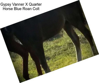 Gypsy Vanner X Quarter Horse Blue Roan Colt
