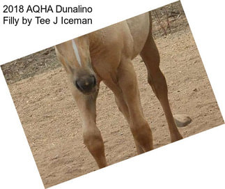 2018 AQHA Dunalino Filly by Tee J Iceman