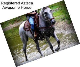 Registered Azteca Awesome Horse