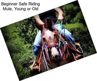 Beginner Safe Riding Mule, Young or Old