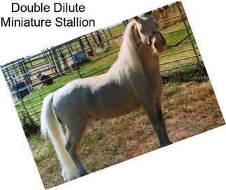 Double Dilute Miniature Stallion