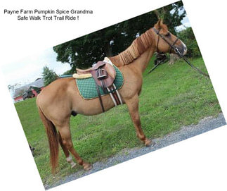 Payne Farm Pumpkin Spice Grandma Safe Walk Trot Trail Ride !