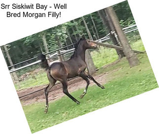 Srr Siskiwit Bay - Well Bred Morgan Filly!