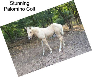 Stunning Palomino Colt