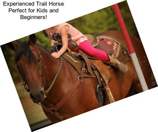 Experienced Trail Horse Perfect for Kids and Beginners!