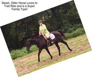 Sweet, Older Horse Loves to Trail Ride and is a Super Family Type!