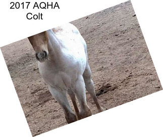 2017 AQHA Colt