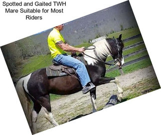 Spotted and Gaited TWH Mare Suitable for Most Riders