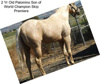 2 Yr Old Palomino Son of World Champion Skip Premiere